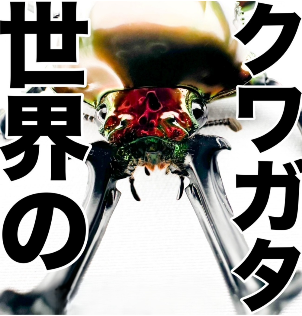 世界のカブト２０２６