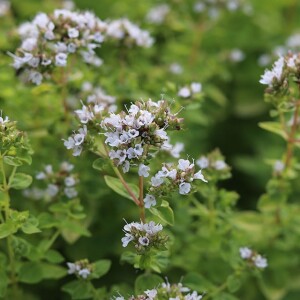 精油 マジョラム