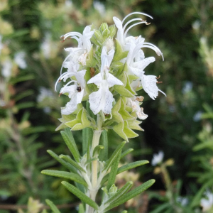 精油 ローズマリー