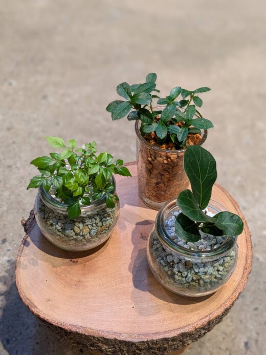お気に入りの植物を自分で植えてみよう！