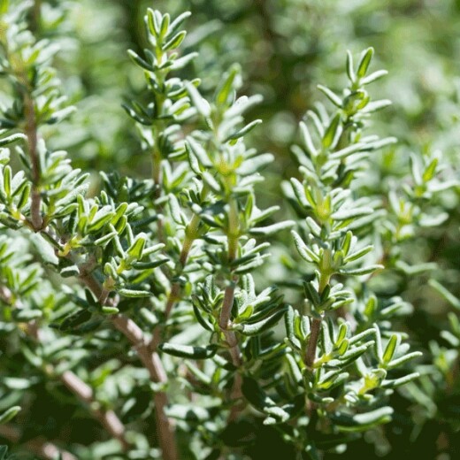 精油 タイムリナロール