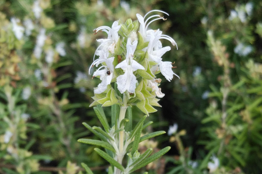 精油 ローズマリー