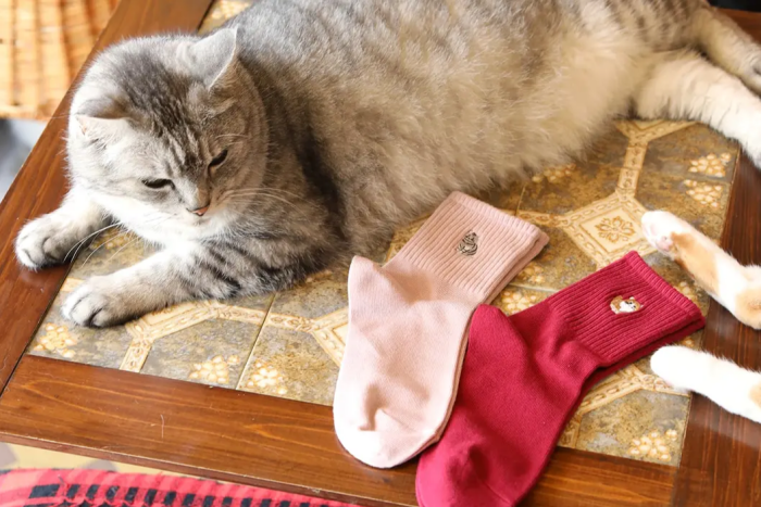 【靴下屋】キュートな猫ちゃんソックス🐈🧦